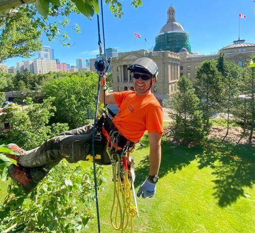 tree removal, tree pruning, tree trimming, arborist, tree care, tree service