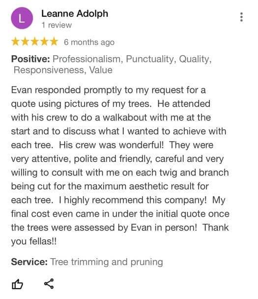 tree removal, tree pruning, tree trimming, arborist, tree care, tree service