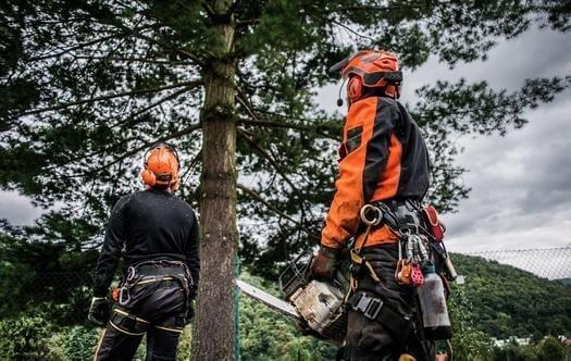 Edmonton Tree Services, tree care and arborists